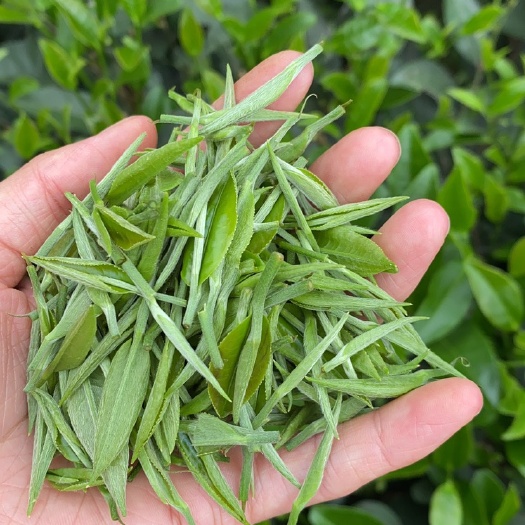 高县毛尖茶  现采新鲜早白尖绿茶 乌龙早