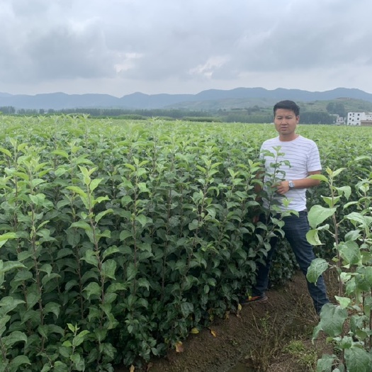 昭通冰糖心苹果苗  云南新品种苹果苗，大量供应，厂家直销
