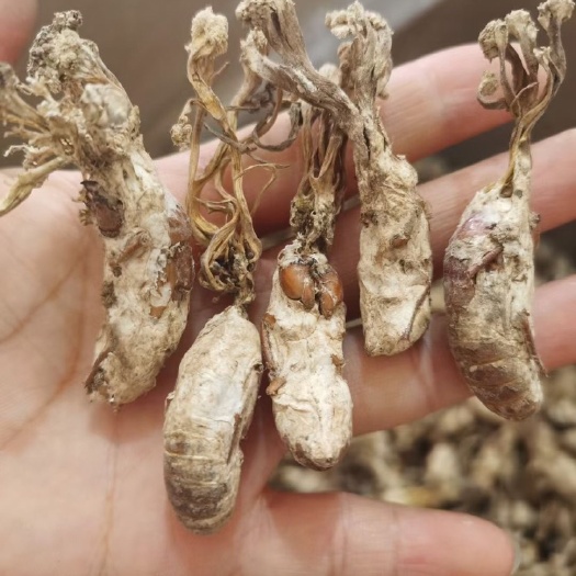 隆回县金蝉花