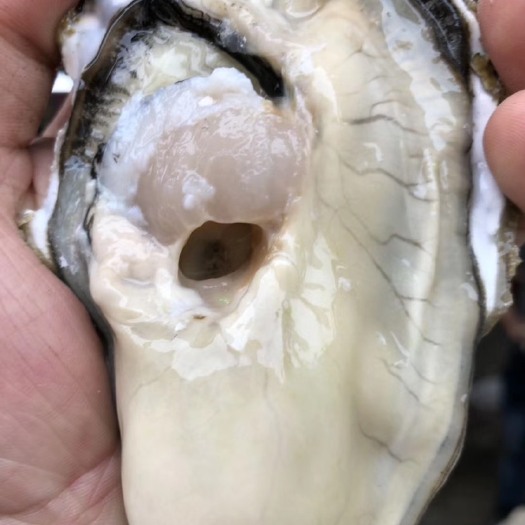 连云港三倍体生蚝鲜活乳山生蚝三倍体，牡蛎，海蛎子，烧烤生蚝