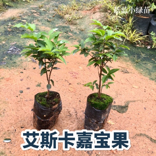 广州艾斯卡嘉宝果苗 树葡萄树苗 广州基地直发盆栽地栽果苗