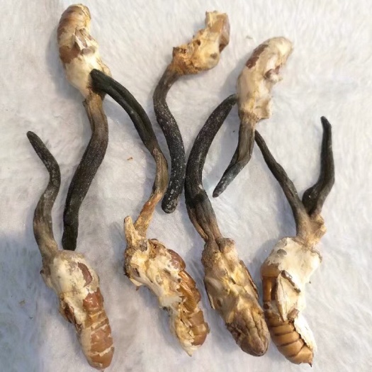 隆回县 金蝉花，蝉公