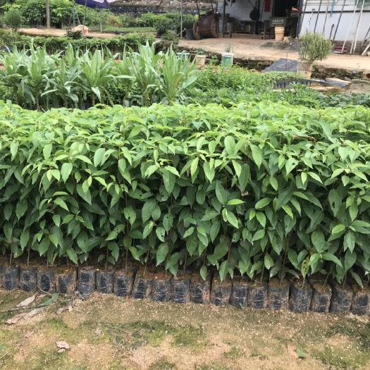 广州香樟树苗 樟树袋苗 小叶香樟 广州供应绿化工程苗木