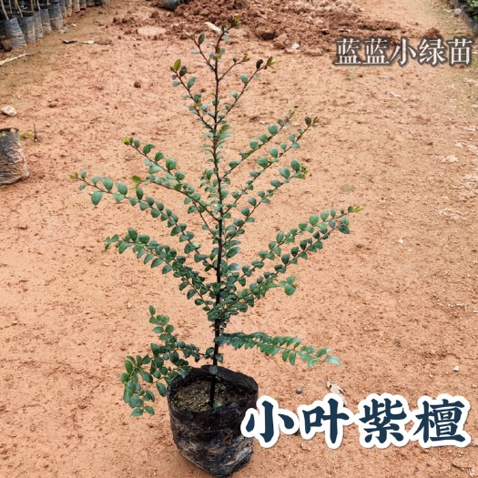 广州小叶紫檀盆栽 小叶紫檀苗 紫檀树苗 广州基地发货土培名贵苗木