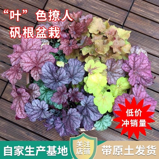 青州市矾根种苗  矾根基地 多色矾根 品种齐全 产地直发