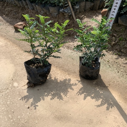 中山市胡椒木盆栽 胡椒木 清香木