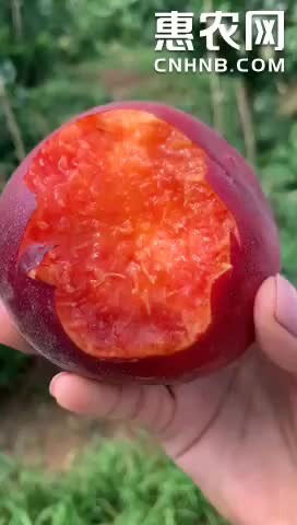 黑桃血桃毛桃水蜜桃爆汁多汁应季整箱新鲜水果桃子超甜现摘现发