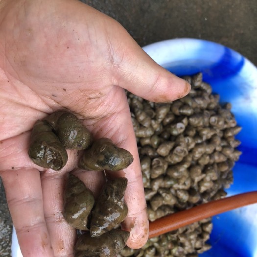 仁寿县 石螺出售，有没有成都，眉山的老板收购请联系我，价格再谈