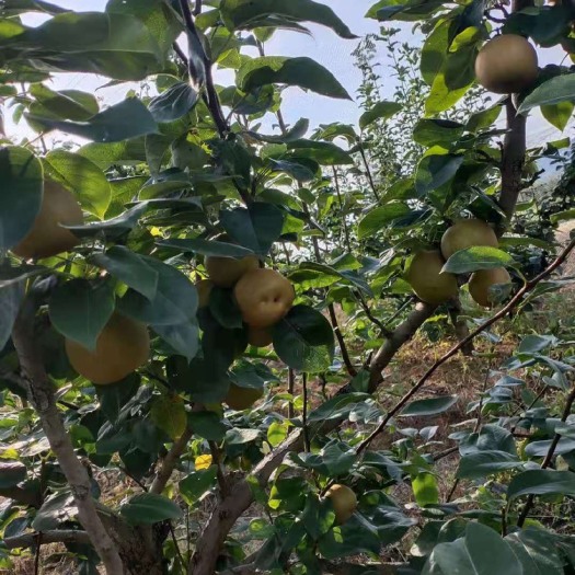 现有各种翠玉 翠冠梨 水分充足 香甜可口 量大实惠