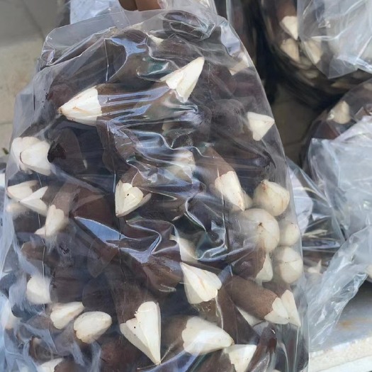 广州新鲜黑皮鸡枞菌 常年大量供应