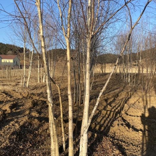 开原市桦树苗  东北白桦树基地 丛生白桦树 单杆白桦树 规格齐全价格稳定