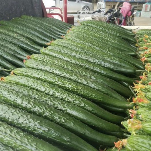 【精品优质】鲜花干花密刺黄瓜供应期长品质高