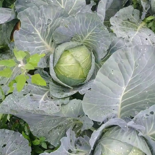 古蔺县 甘蓝（圆包菜）