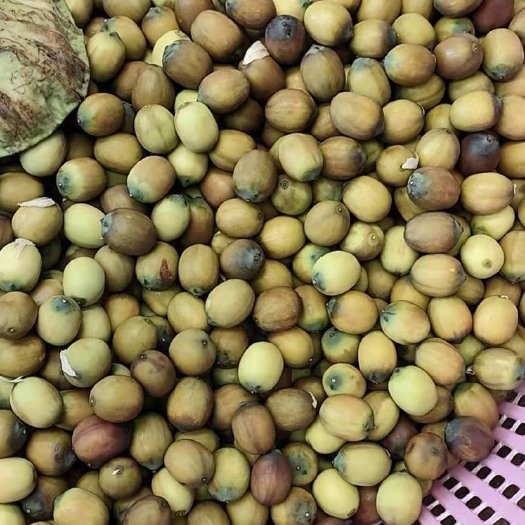 芜湖红莲子  大量草莲出售