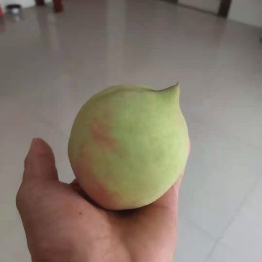 苍梧县鹰嘴蜜桃 贺州鹰嘴桃，个大，清甜，果面干净