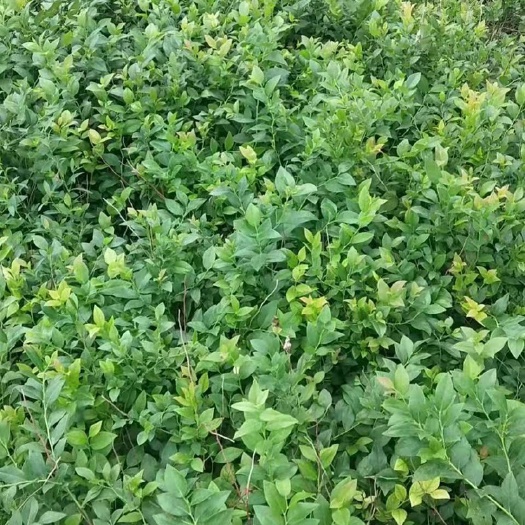 桓仁县美登蓝莓苗  蓝莓苗，大量出售各种蓝莓苗，