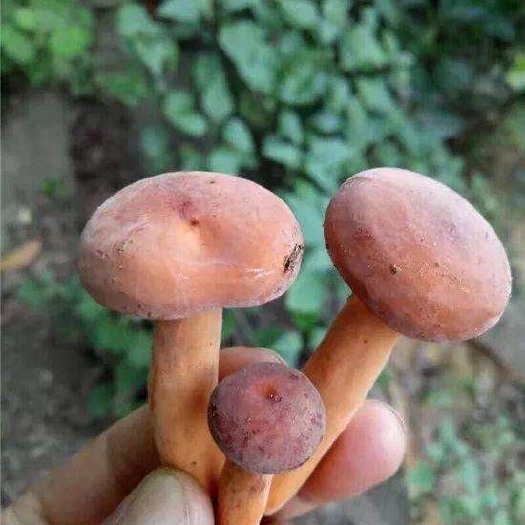  奶浆菌是云南很美味的野生菌种之一。营养价值高且美味