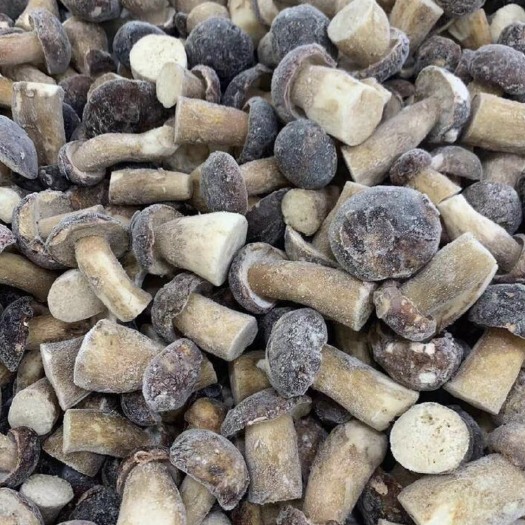 莫旗美味牛肝菌  牛肝菌