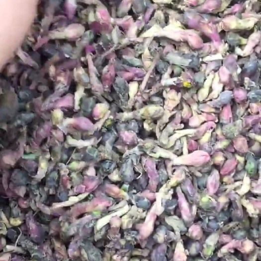 陇西县款冬花