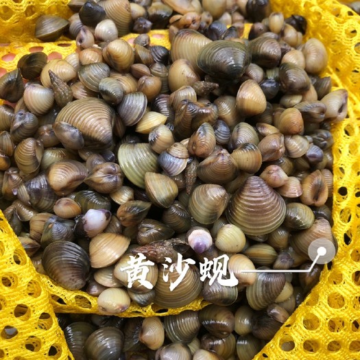 阳江黄沙蚬蚬花（饲料货）