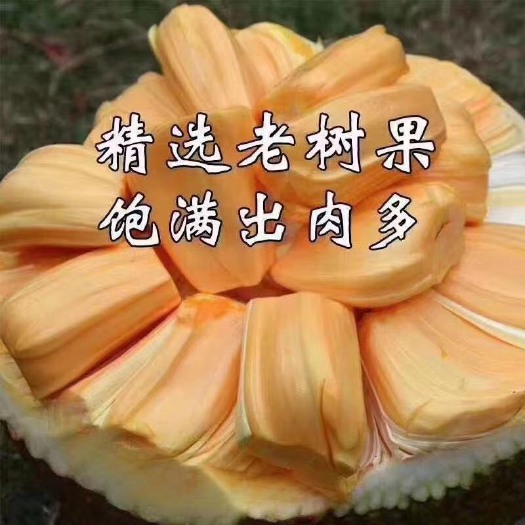 凭祥市包售后包够称热带水果越南红肉菠萝蜜老果树上熟干包脆甜代发