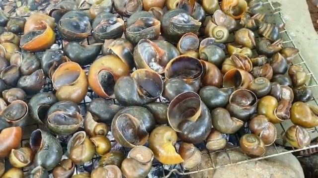 石城县淡水螺 大量出售谈水螺，福寿螺
