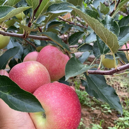 陆良县嘎啦苹果 新苹果嘎拉果
