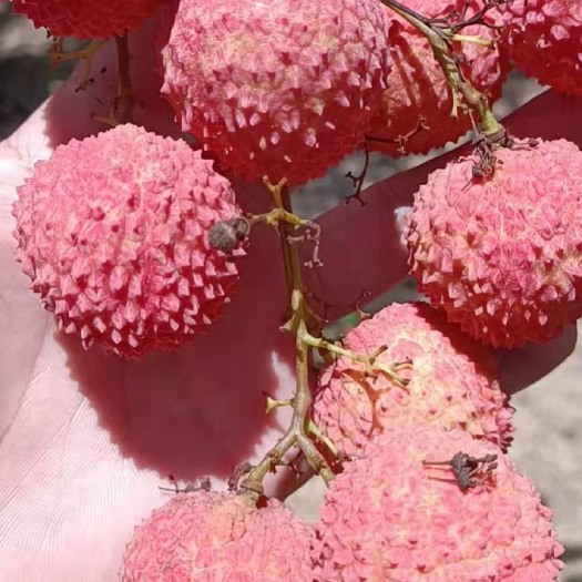 汕头广东汕头雷岭桂味荔枝
