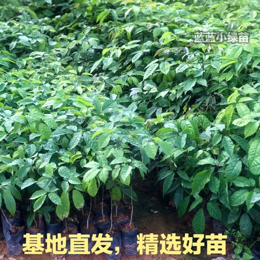 广州 紫花风铃木 尖叶紫花风铃木树苗 阔叶紫花风铃木 绣球紫花木苗
