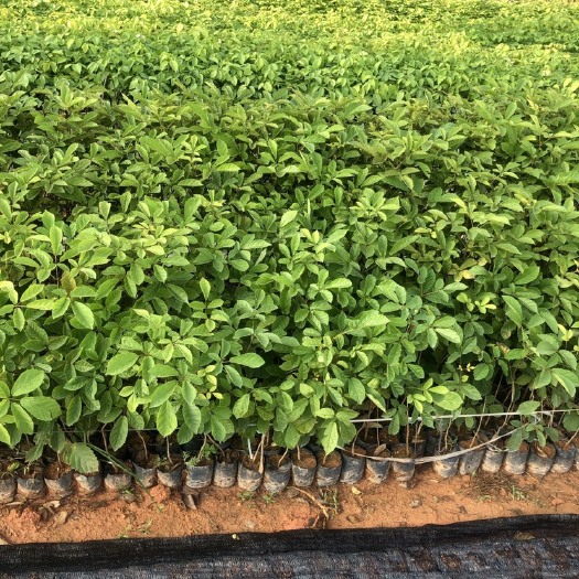 广州 黄花风铃木树苗 多花黄花风铃木 广州基地直销绿化苗木