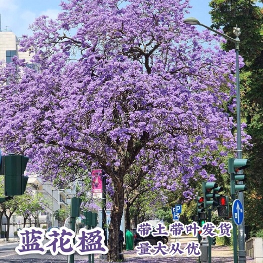 广州蓝花楹树苗 蓝雾树别墅庭院绿化公园 广州基地发货 可视频看货