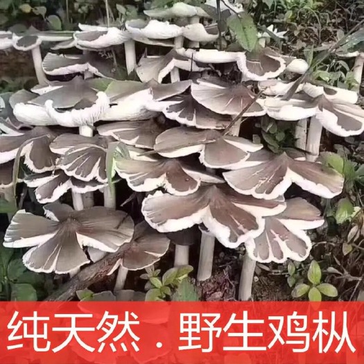 西乡县鸡枞菌菌种  鸡枞菌种高产伞把菇斗鸡公三塔菌荔枝菌云南食用菌人工种植菌种