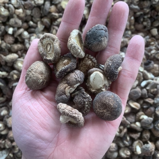 泌阳县上等好货金钱菇1.0-1.5-2.0香菇干货肉厚一手货源