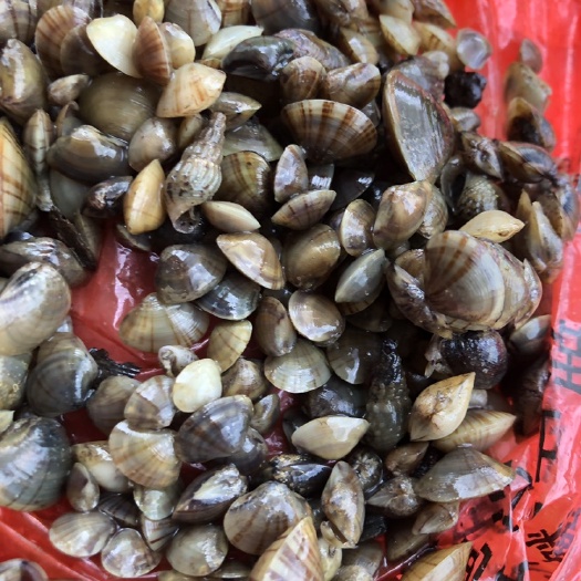 阳江钉螺  三角螺、大头蕾（米螺）饲料货！
