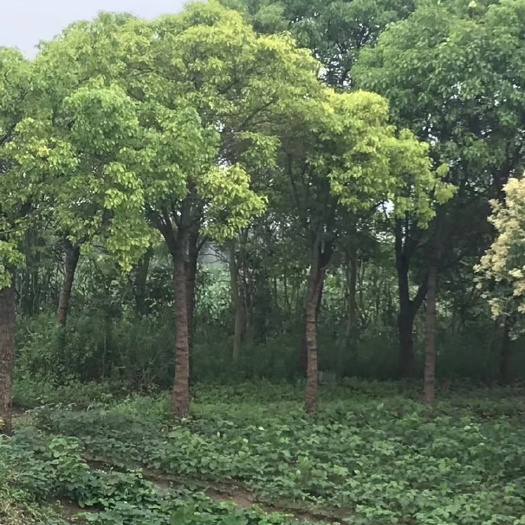 上海 香樟树 20公分直径 1200余棵位置上海。质量高，急售。