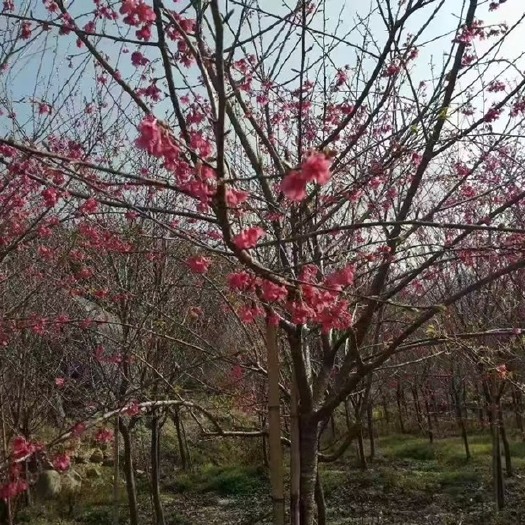 福建山樱花，八重樱，牡丹樱，红芬佳人，早樱，晚樱，福建龙岩基