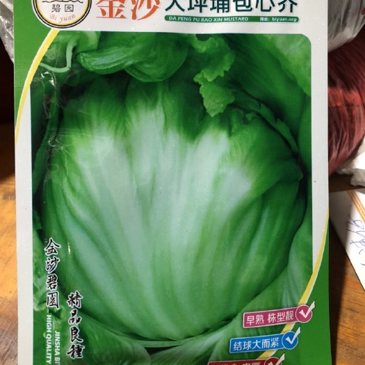 遂溪县大坪坝包心芥菜种子