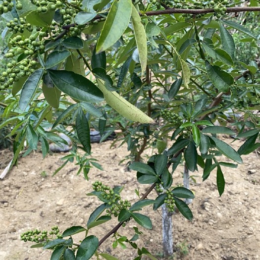 昆明 九叶青花椒
