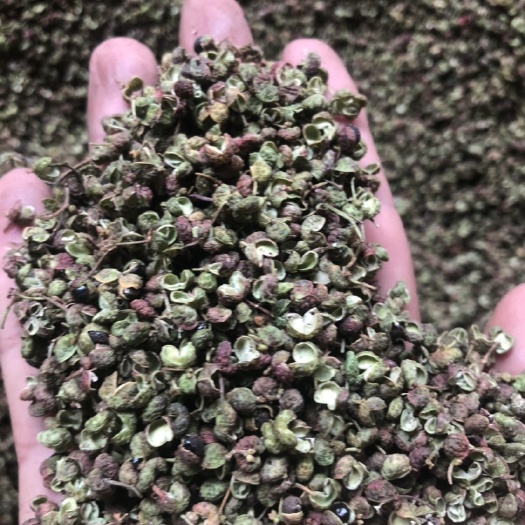 芮城县花椒叶 陕西青皮花椒，