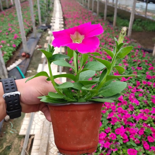 牵牛花基地 矮牵牛批发 蓝色红色玫红矮牵牛产地直发
