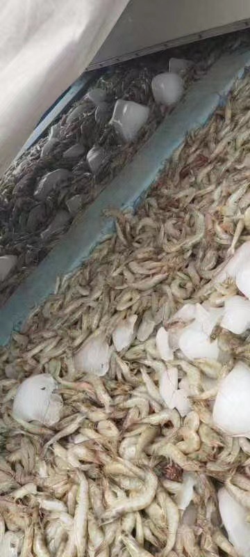 冰虾，南美白对虾冰虾供应，养殖户直供 量大从优