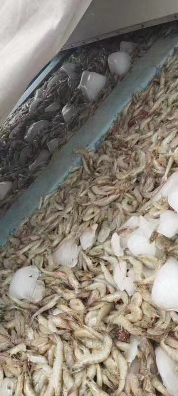 微山县冰虾，南美白对虾冰虾供应，养殖户直供 量大从优