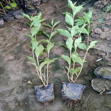 锦带花  丛生红王子锦带 高度40公分-2米 规格齐全
