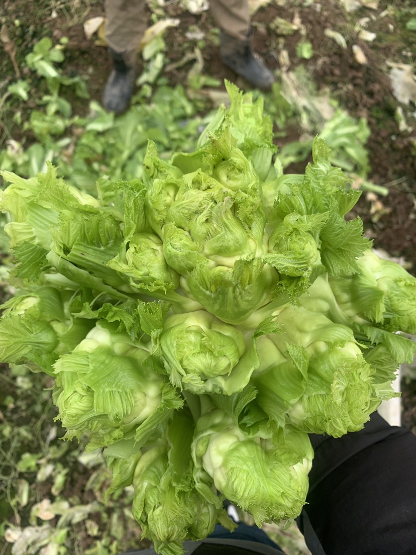 儿菜，