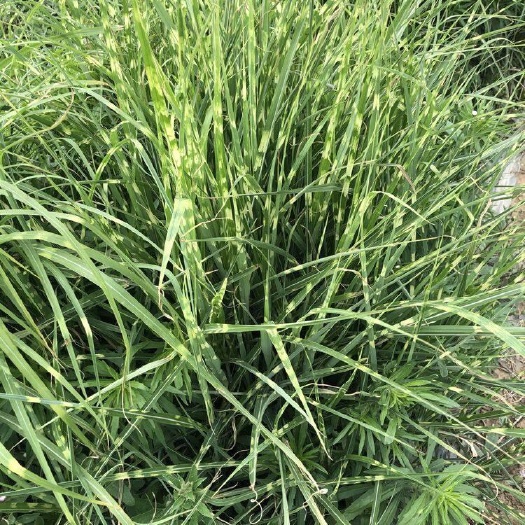 花叶芒种植基地 供应花叶芒 精品苗 产地直销
