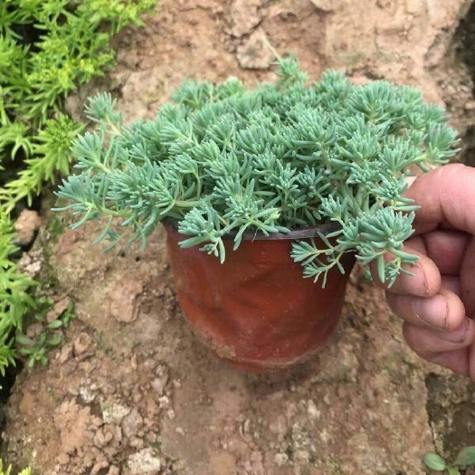 中化景天 一手货源 大明花卉 基地直发