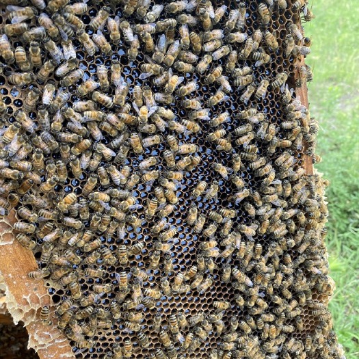 宁阳县荆条蜜 一滴假赔百斤！支持任何检测机构