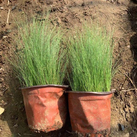 青州市墨西哥羽毛草批发基地 羽毛草批发 产地直发