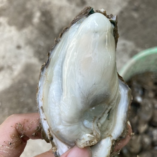 珠海长牡蛎 广东省珠海市金湾区 冷冻水产 