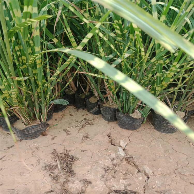 花叶芒种植基地 供应花叶芒 精品苗 产地直销